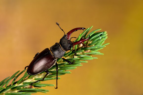 Cervo volante - Stag beetle  (Lucanus cervus) 