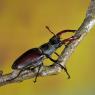 Cervo volante - Stag beetle  (Lucanus cervus) 