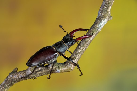 Cervo volante - Stag beetle  (Lucanus cervus) 