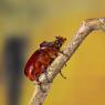 Scarabeo rinoceronte - European rhinoceros beetle (Oryctes nasicornis)