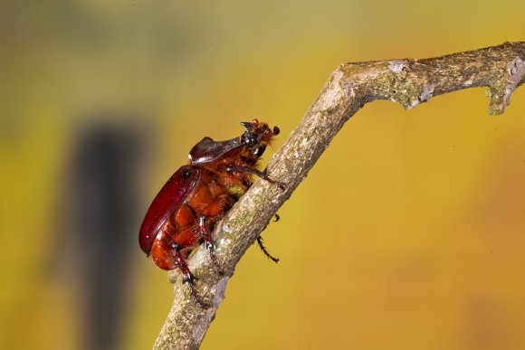 Scarabeo rinoceronte - European rhinoceros beetle (Oryctes nasicornis)