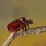 Scarabeo rinoceronte - European rhinoceros beetle (Oryctes nasicornis)