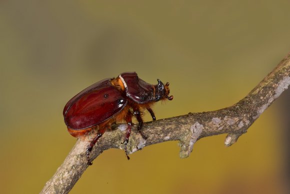 Scarabeo rinoceronte - European rhinoceros beetle (Oryctes nasicornis)