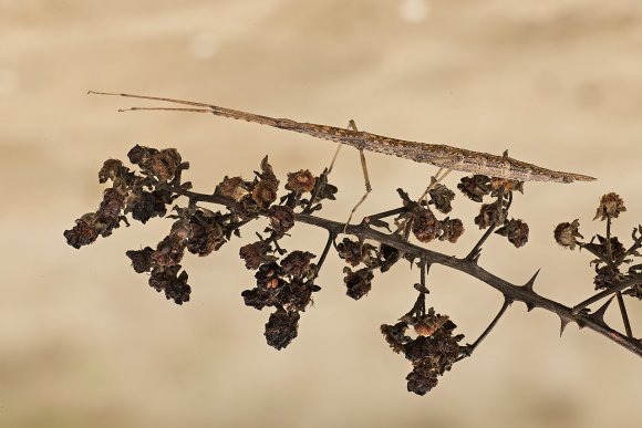 Insetto stecco - Stick insect (Bacillus rossius)