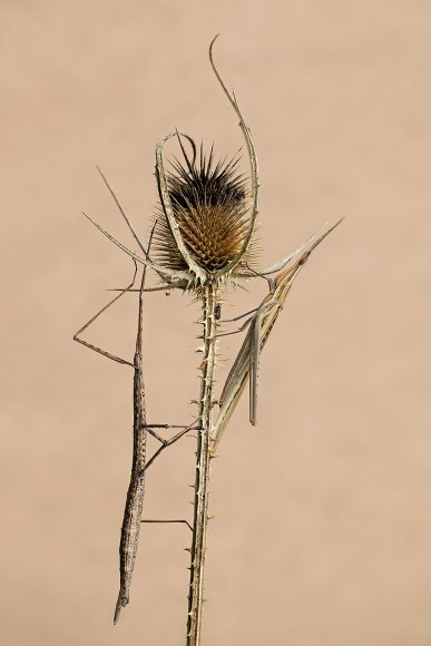 Insetto stecco - Stick insect (Bacillus rossius)