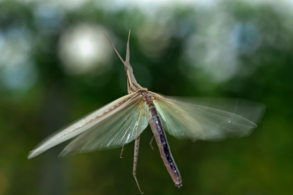 Acrida ungarica mediterranea