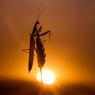 Mantide religiosa - Prayer mantis (Mantis religiosa)