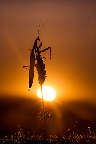 Mantide religiosa - Prayer mantis (Mantis religiosa)