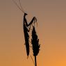 Mantide religiosa - Prayer mantis (Mantis religiosa)