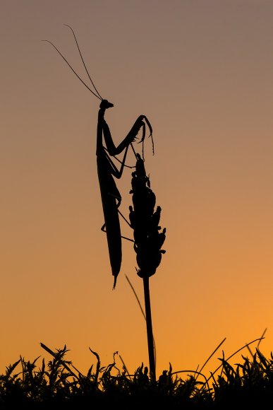 Mantide religiosa - Prayer mantis (Mantis religiosa)