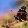 Vanessa atalanta