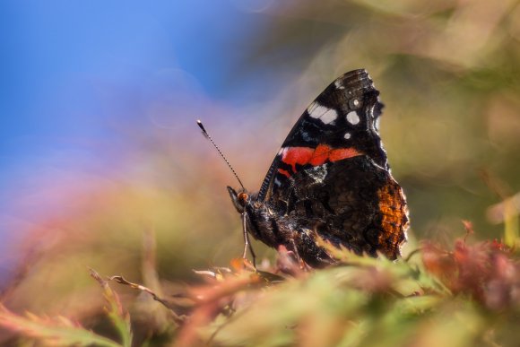 Vanessa atalanta