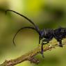 Cerambice della quercia - Great capricorn beetle (Cerambyx cerdo)
