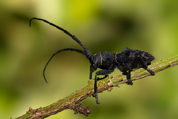 Cerambice della quercia - Great capricorn beetle (Cerambyx cerdo)