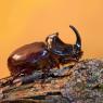 Scarabeo rinoceronte - European rhinoceros beetle (Oryctes nasicornis)