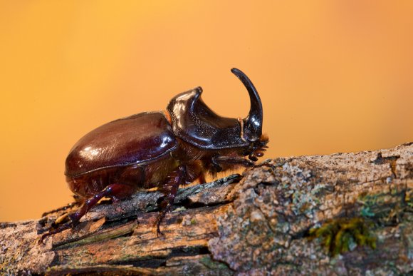 Scarabeo rinoceronte - European rhinoceros beetle (Oryctes nasicornis)