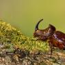 Scarabeo rinoceronte - European rhinoceros beetle (Oryctes nasicornis)