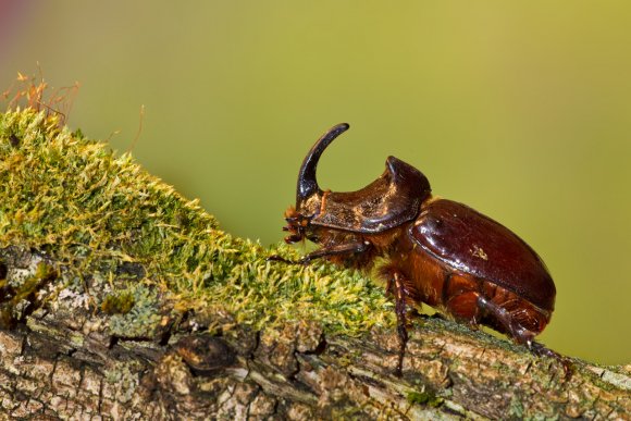 Scarabeo rinoceronte - European rhinoceros beetle (Oryctes nasicornis)