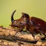 Scarabeo rinoceronte - European rhinoceros beetle (Oryctes nasicornis)