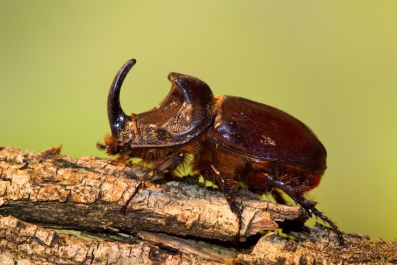 Scarabeo rinoceronte - European rhinoceros beetle (Oryctes nasicornis)