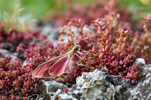 Sfinge della vite (Deilephila elpenor)