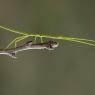 Insetto stecco - Stick insect (Bacillus rossius)