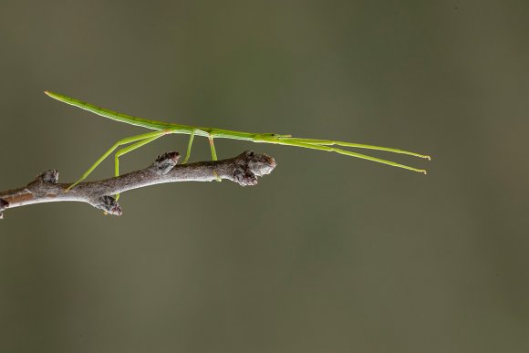 Insetto stecco - Stick insect (Bacillus rossius)