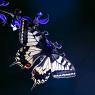 Macaone - Old World swallowtail (Papilio machaon)