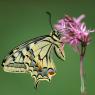 Macaone - Old World swallowtail (Papilio machaon)