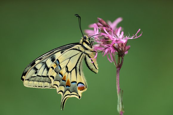 Macaone - Old World swallowtail (Papilio machaon)