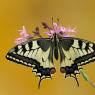 Macaone - Old World swallowtail (Papilio machaon)