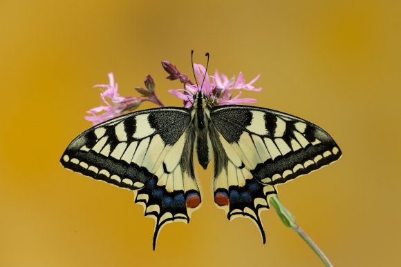 Macaone - Old World swallowtail (Papilio machaon)