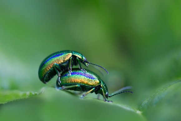 Cetonia aurata