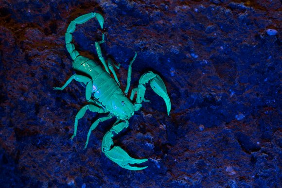 Scorpione italiano - Italian scorpion (Euscorpius italicus)