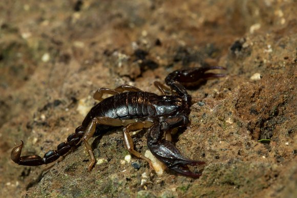 Scorpione italiano - Italian scorpion (Euscorpius italicus)