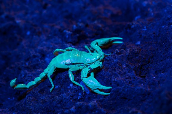 Scorpione italiano - Italian scorpion (Euscorpius italicus)