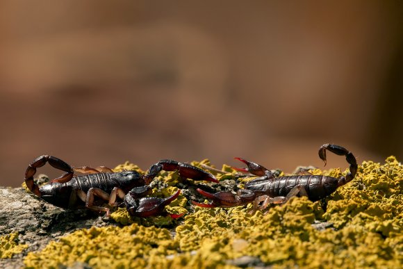 Scorpione italiano - Italian scorpion (Euscorpius italicus)