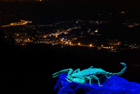 Scorpione italiano - Italian scorpion (Euscorpius italicus)