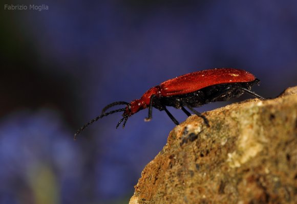 insetto-rosso1