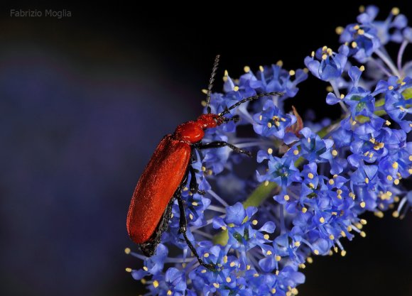 insetto-rosso2