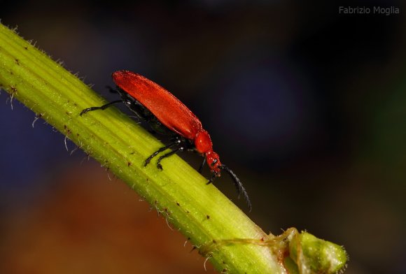 insetto-rosso3