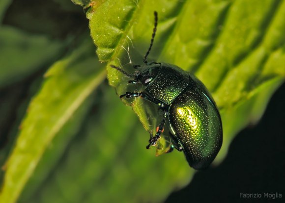 insetto-verde