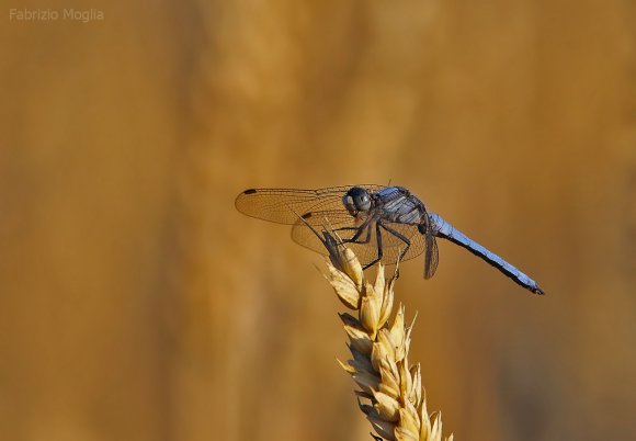 libellula3