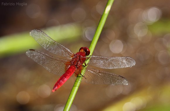 libellula