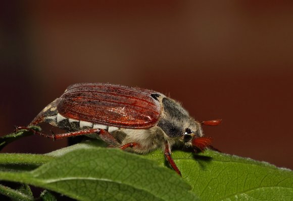 Maggiolino  (Melolontha melolontha)