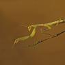 Mantide religiosa - Prayer mantis (Mantis religiosa)