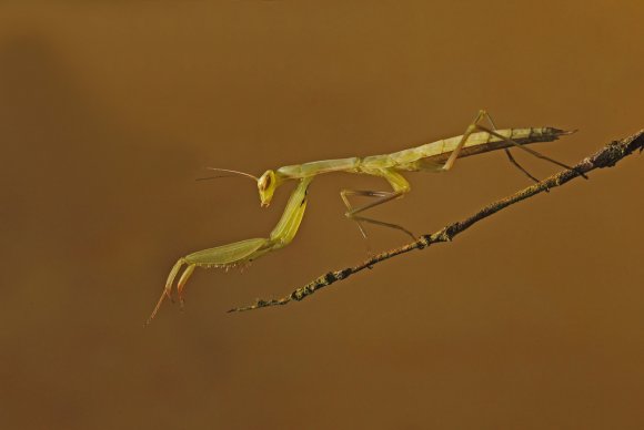 Mantide religiosa - Prayer mantis (Mantis religiosa)