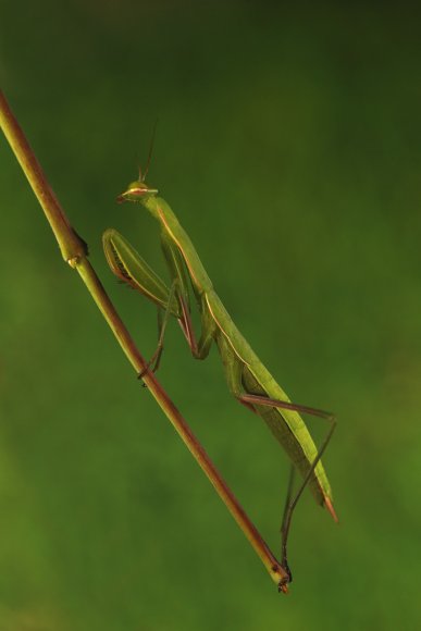 Mantide religiosa - Prayer mantis (Mantis religiosa)