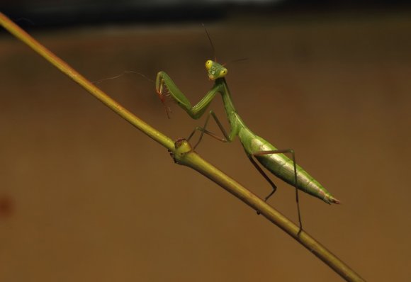 Mantide religiosa - Prayer mantis (Mantis religiosa)