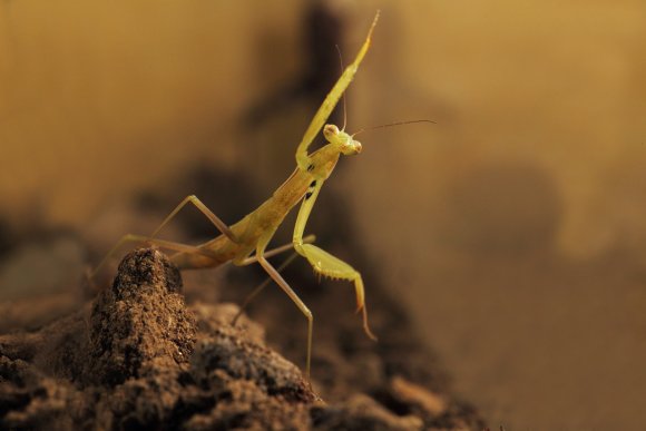 Mantide religiosa - Prayer mantis (Mantis religiosa)